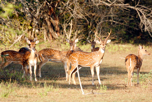 Deers at wasgamuwa National Park