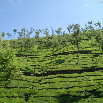 Offbeat Ooty: The road less travelled