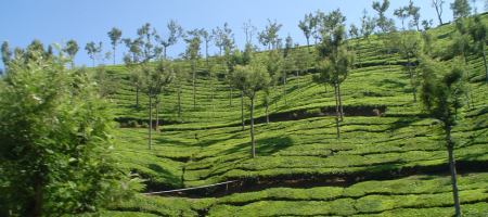 Offbeat Ooty: The road less travelled