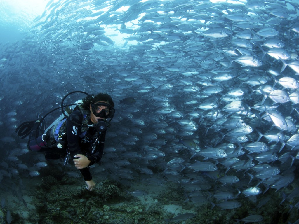 Sipadan Island Fish Vortex